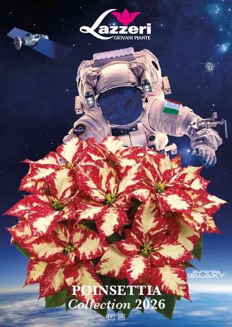 poinsettie 2026